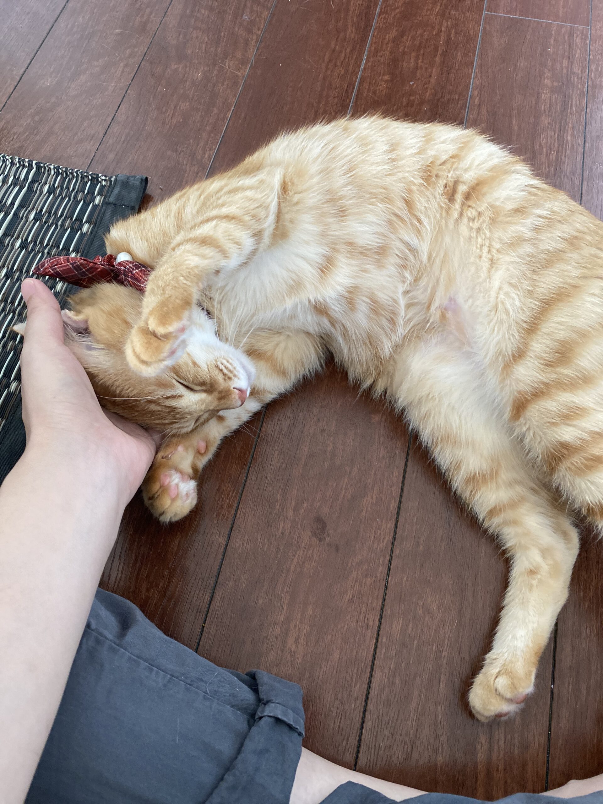 キャットシッターに甘える猫